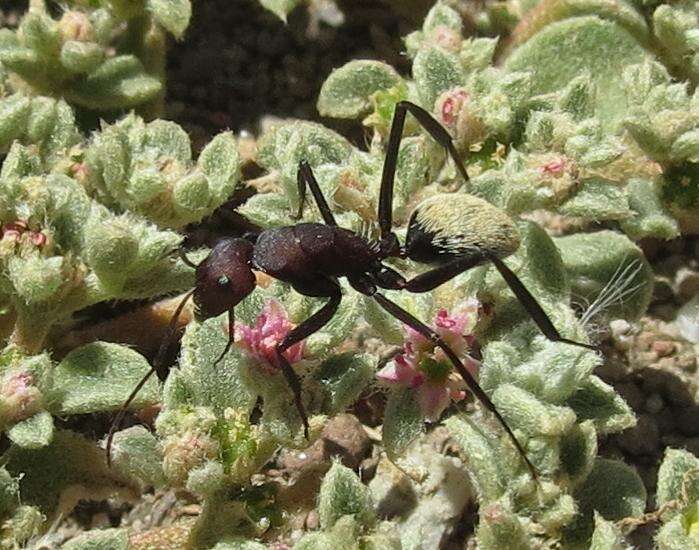 Plancia ëd Camponotus storeatus Forel 1910