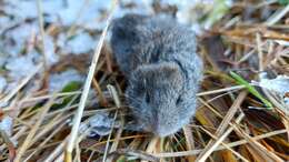 Image of long-tailed vole