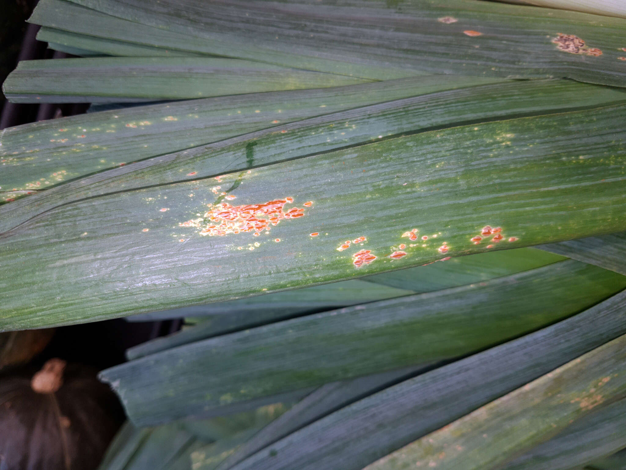 Image of Puccinia porri (Sowerby) G. Winter 1881