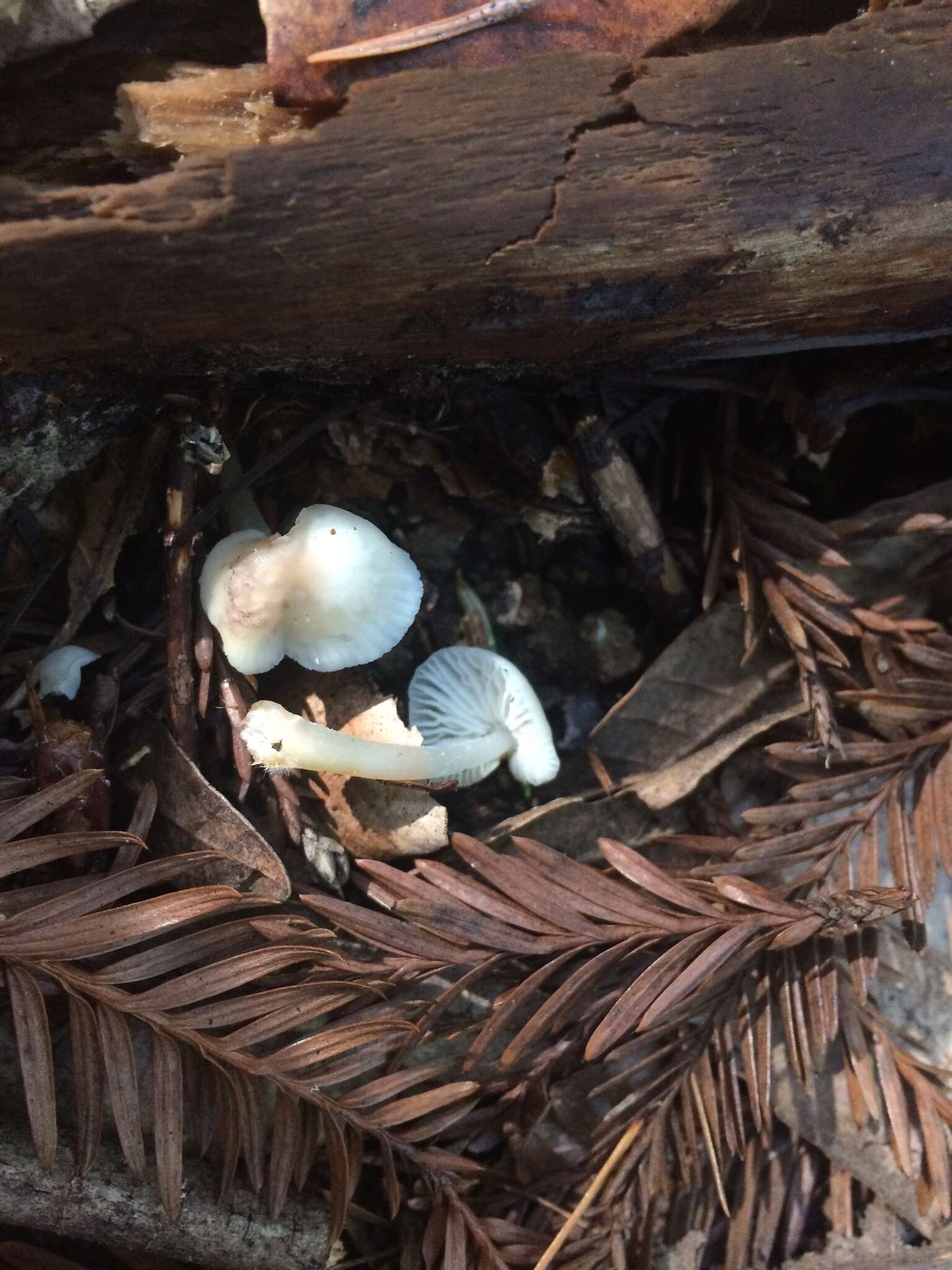 Image de Marasmius calhouniae Singer 1989