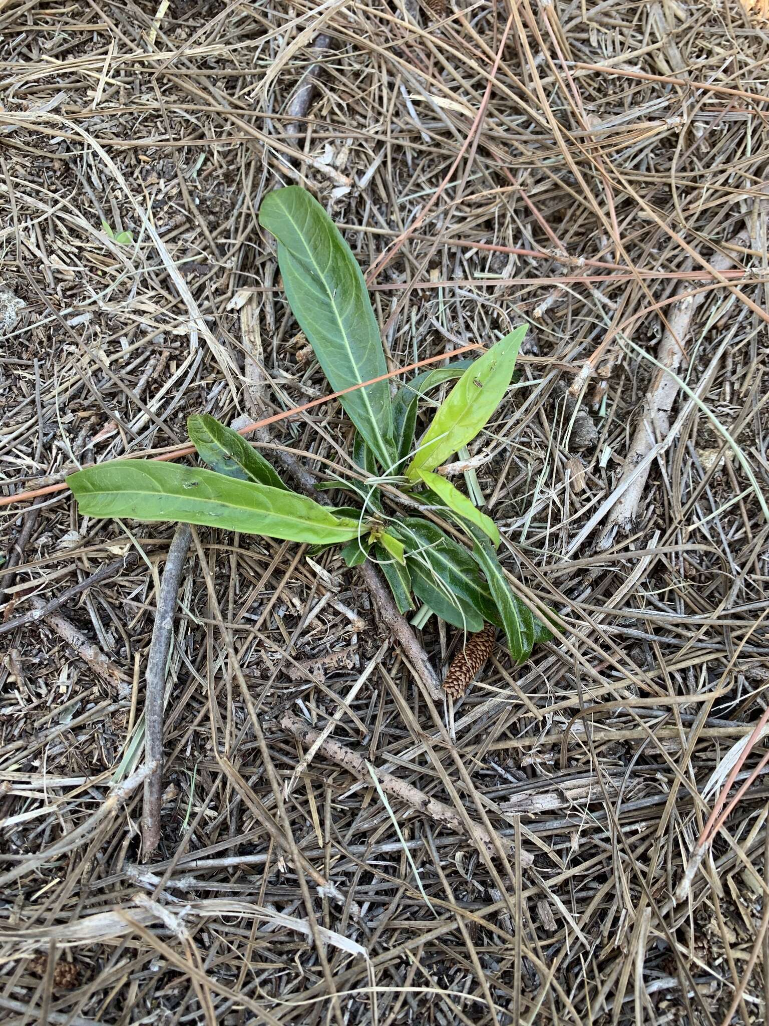 Image de Morinda royoc L.