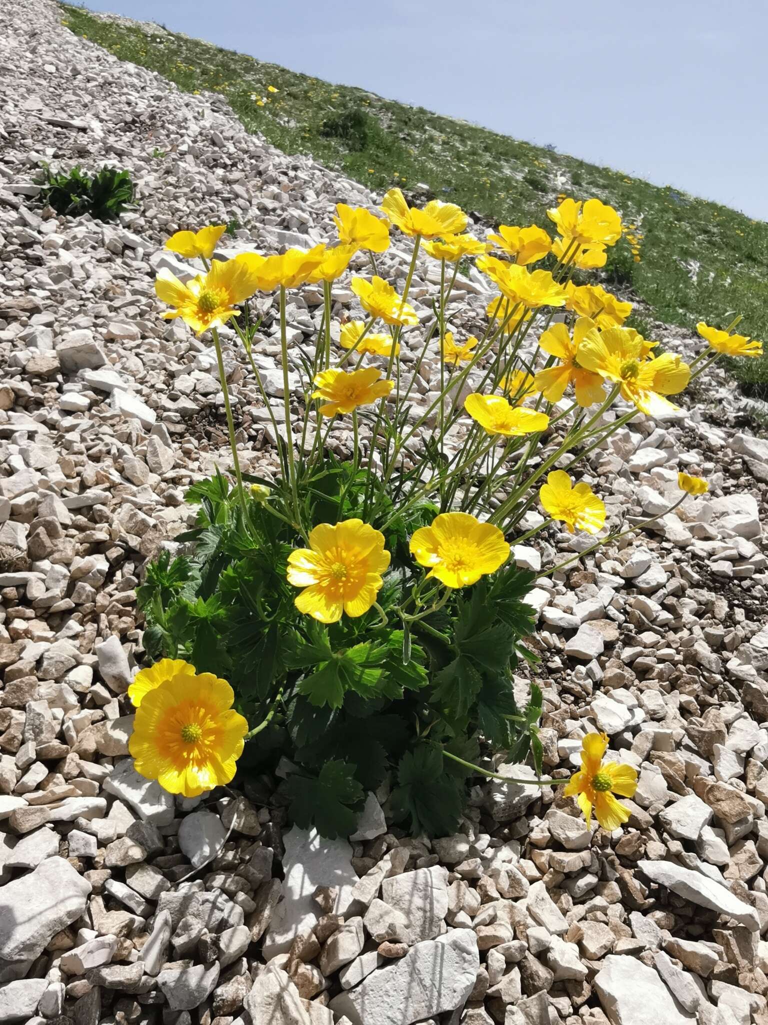 Ranunculus breyninus Crantz的圖片