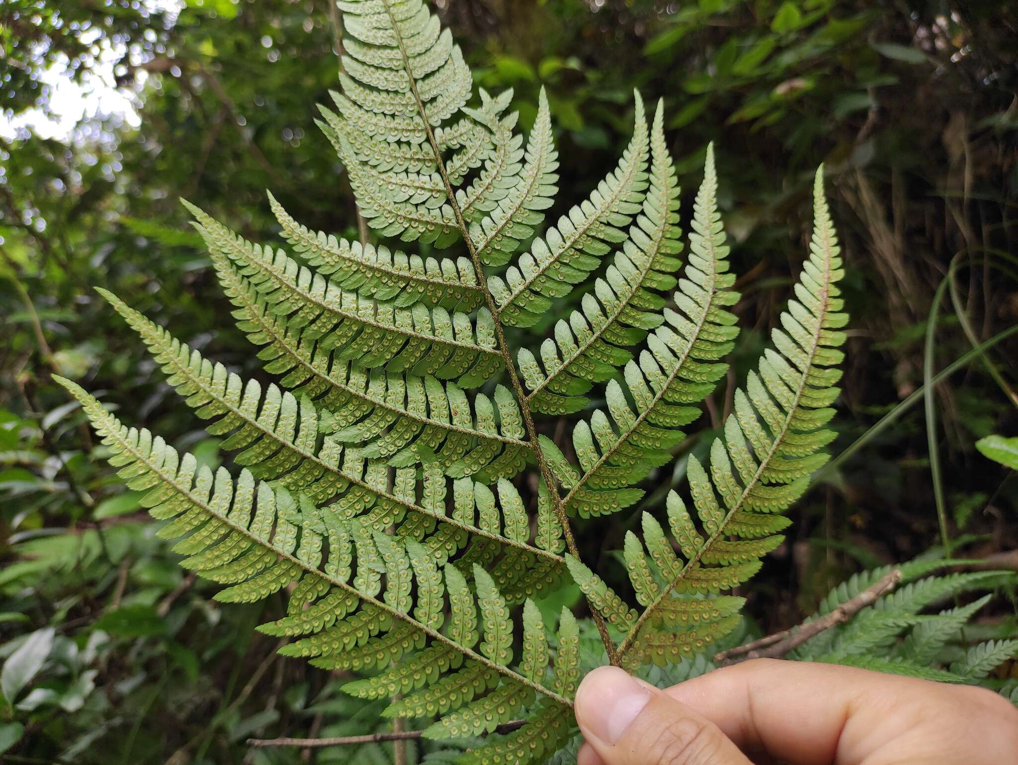 Image de Dryopteris setosa (Thunb. ex Murr.) Akasawa