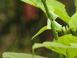 Image of Phylliana alba (Jacobi 1915)