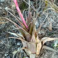 Imagem de Tillandsia walteri Mez