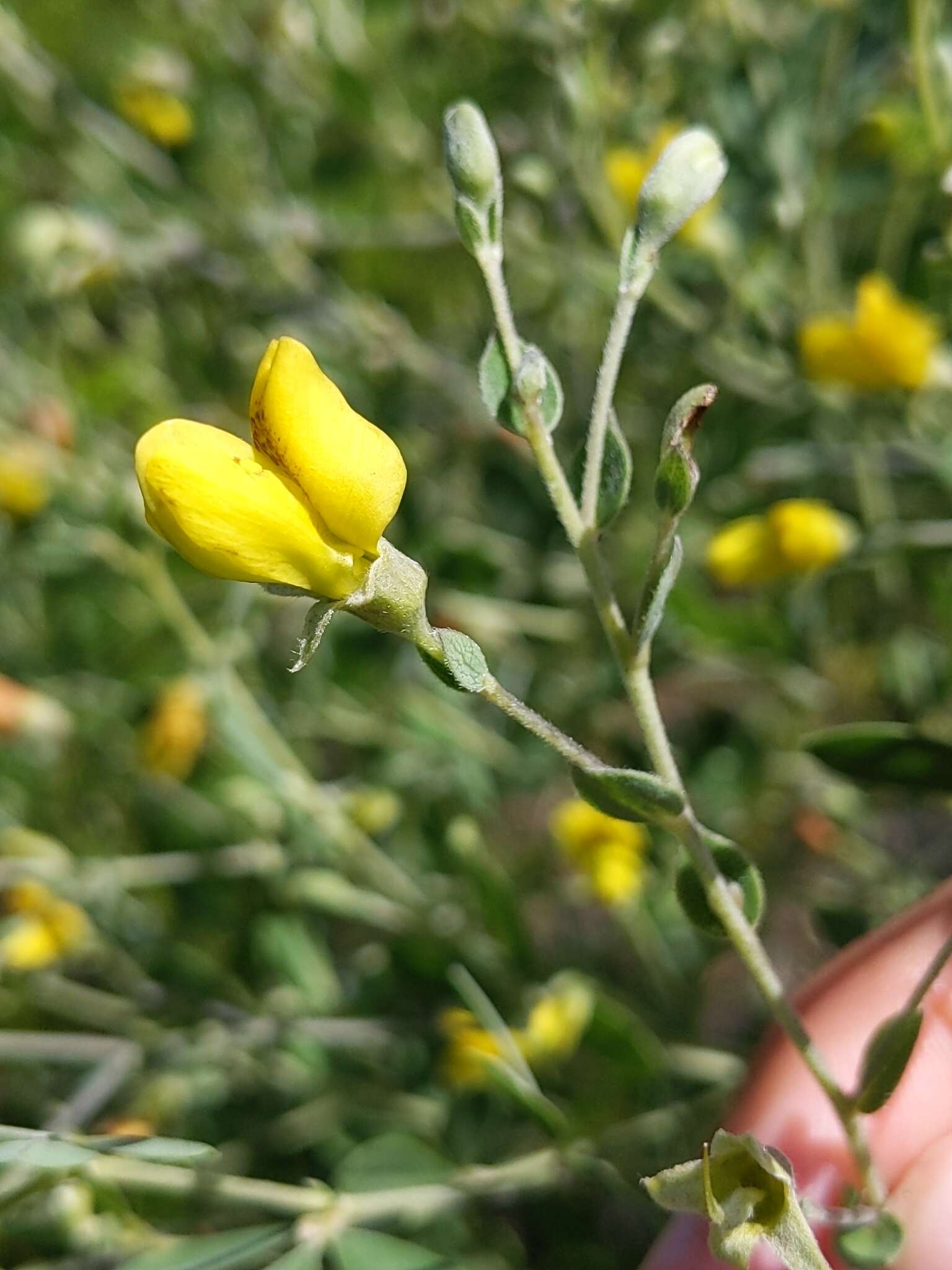 Слика од Baptisia lecontei Torr. & A. Gray