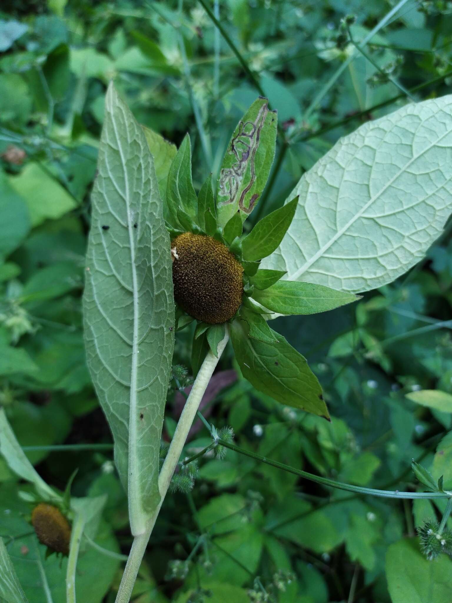 صورة Carpesium macrocephalum Franch. & Sav.