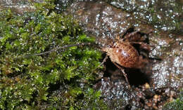 Image of Lophopilio palpinalis (Herbst 1799)