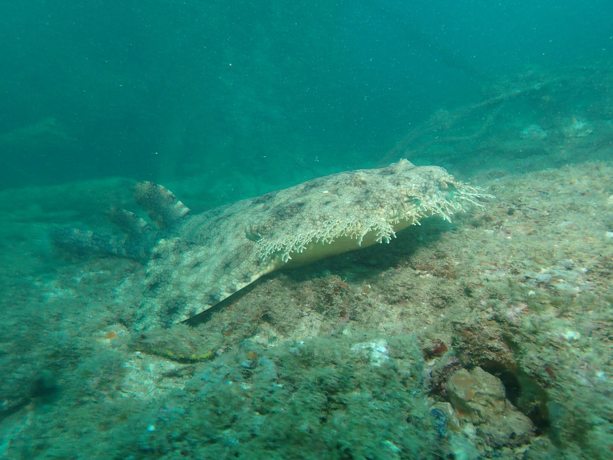 Image of Eucrossorhinus