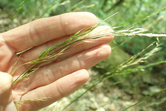 Plancia ëd Festuca occidentalis Hook.