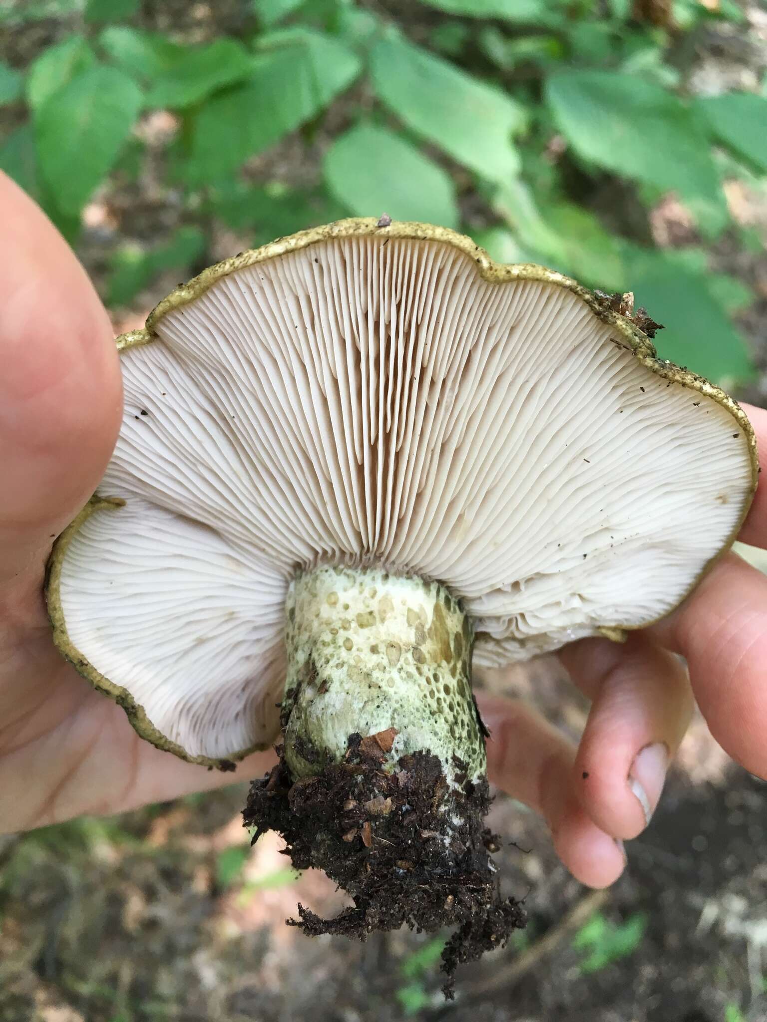 Слика од Lactarius atroviridis Peck 1889