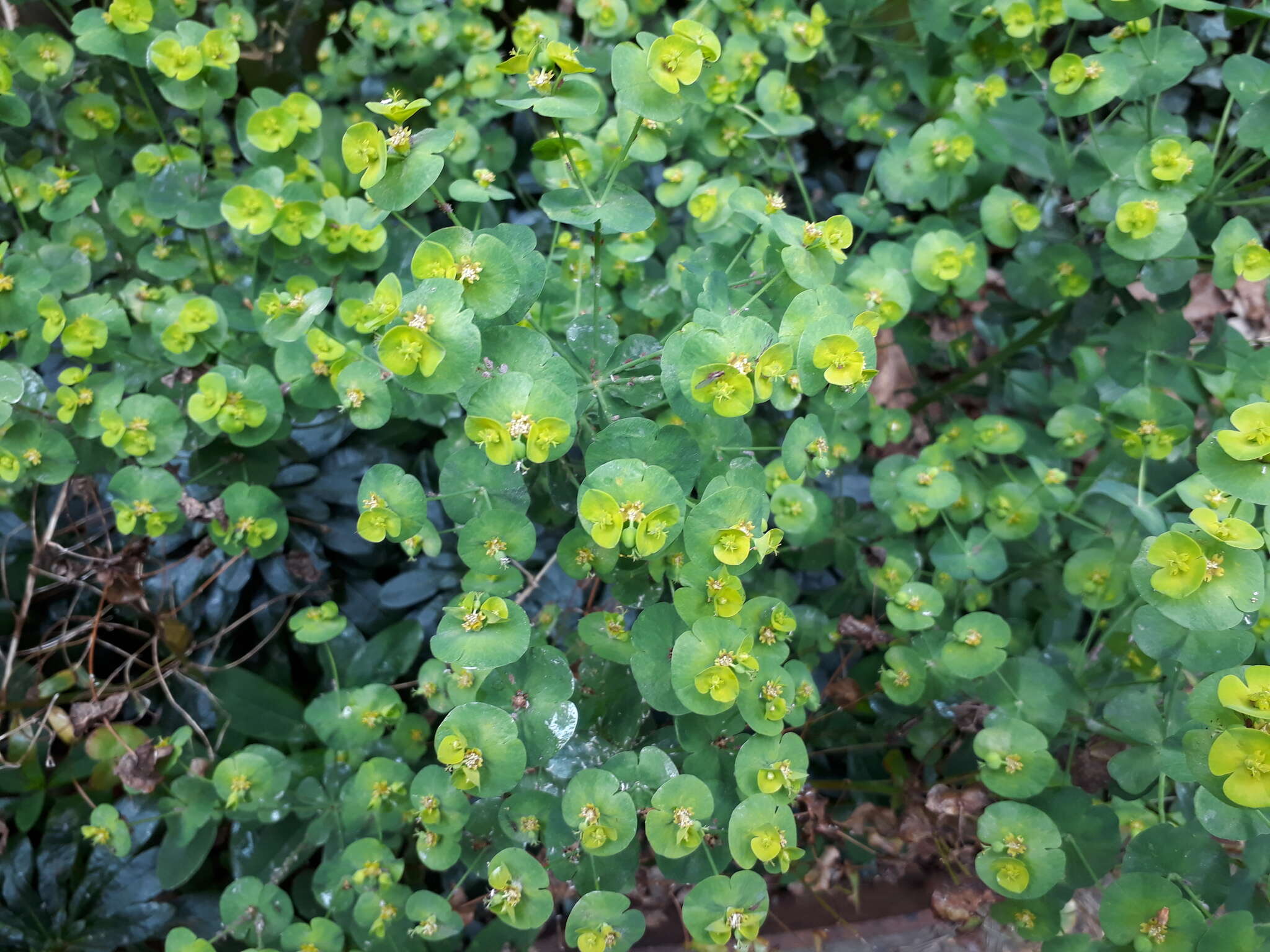 Sivun Euphorbia amygdaloides subsp. robbiae (Turrill) Stace kuva