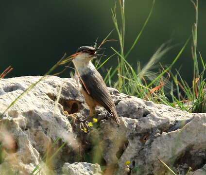 Image of Rock Nuthatch