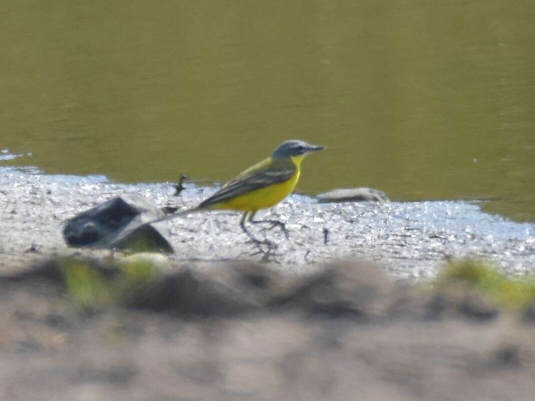 Motacilla flava flava Linnaeus 1758 resmi