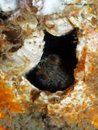 Image of Oyster blenny