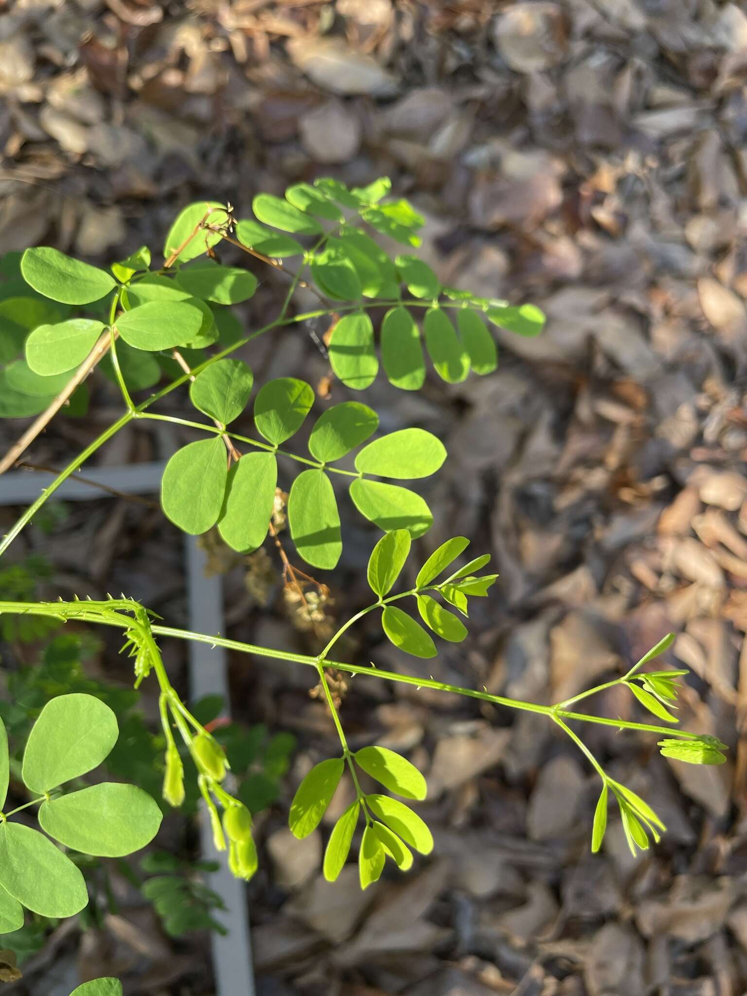 Слика од Mimosa ceratonia L.