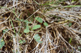 Image of Christia obcordata (Poir.) Bakh. fil.