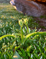 Image of Albuca batteniana Hilliard & B. L. Burtt