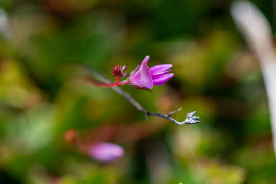 Image of Indigofera sarmentosa L. fil.