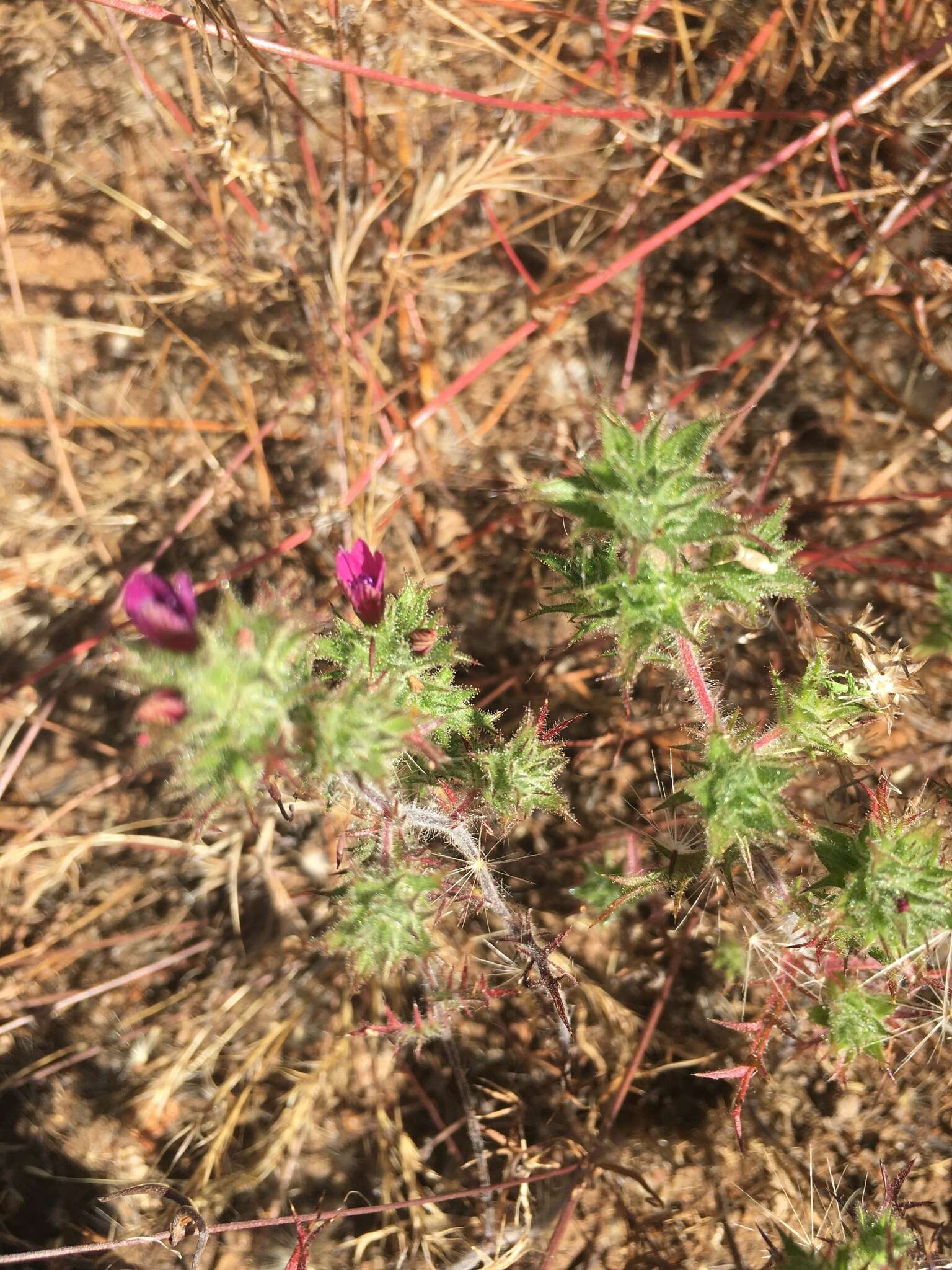 Image of hooked pincushionplant