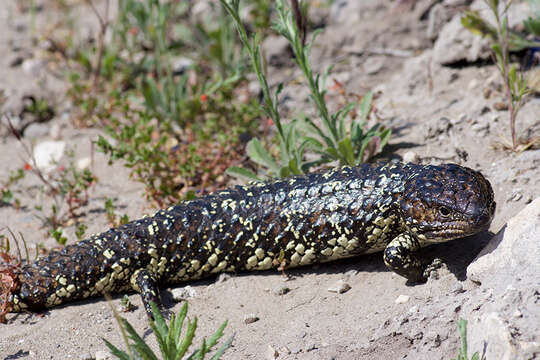 Image of Tiliqua rugosa aspera Gray 1845