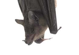 Image of Lesser Long-nosed Bat
