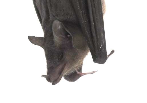 Image of Lesser Long-nosed Bat