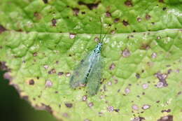 Image of Chrysopa fuscostigma Esben-Petersen 1933