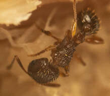 صورة Tetramorium frigidum Arnold 1926