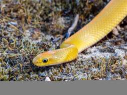 Image of Aurora House Snake