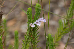 Image of Chloanthes