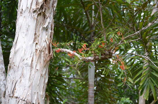 Image of Dendrophthoe curvata (Bl.) Bl.