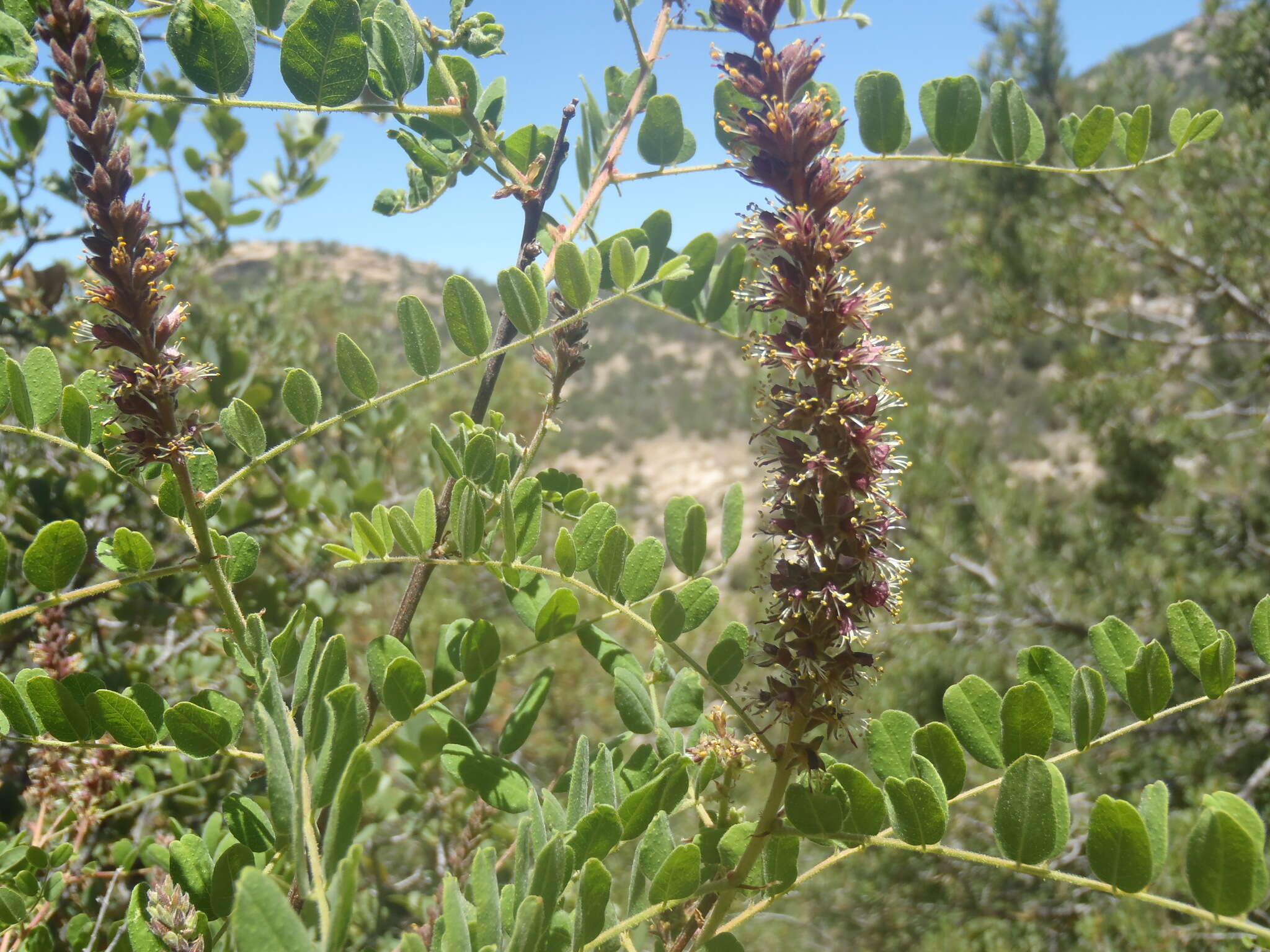 Image of California Indigobush