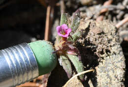 Diplacus leptaleus (A. Gray) G. L. Nesom resmi