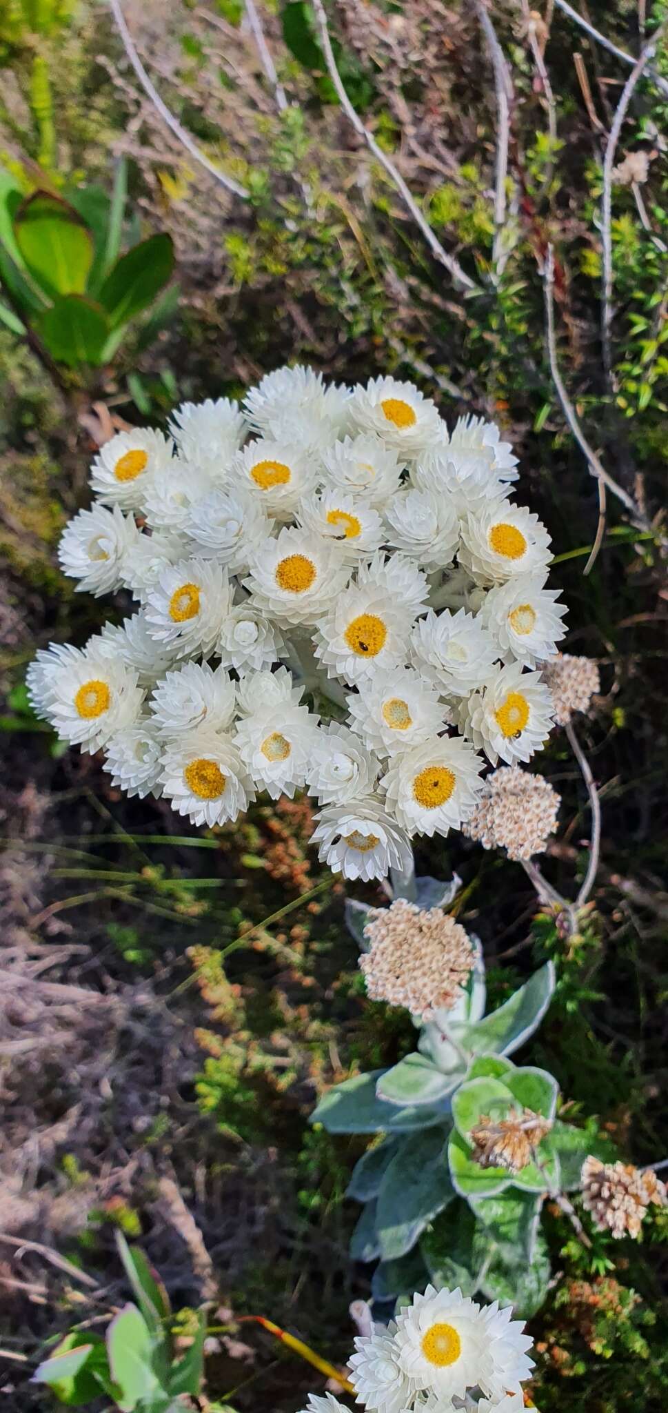 Helichrysum fruticans (L.) D. Don resmi