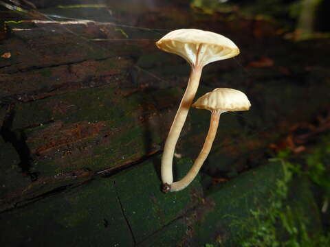 صورة Lichenomphalia umbellifera (L.) Redhead, Lutzoni, Moncalvo & Vilgalys 2002