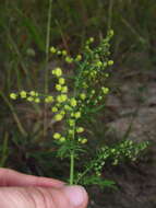 Image of sweet sagewort