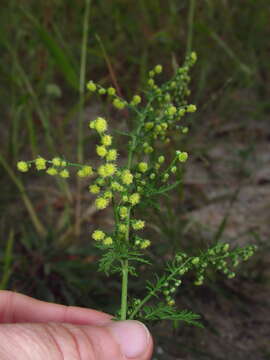 Imagem de Artemisia annua L.