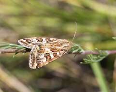 Image of Schinia nuchalis