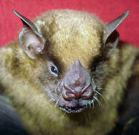 Image of greater yellow-shouldered bat