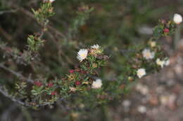 صورة Lampranthus productus (Haw.) N. E. Br.