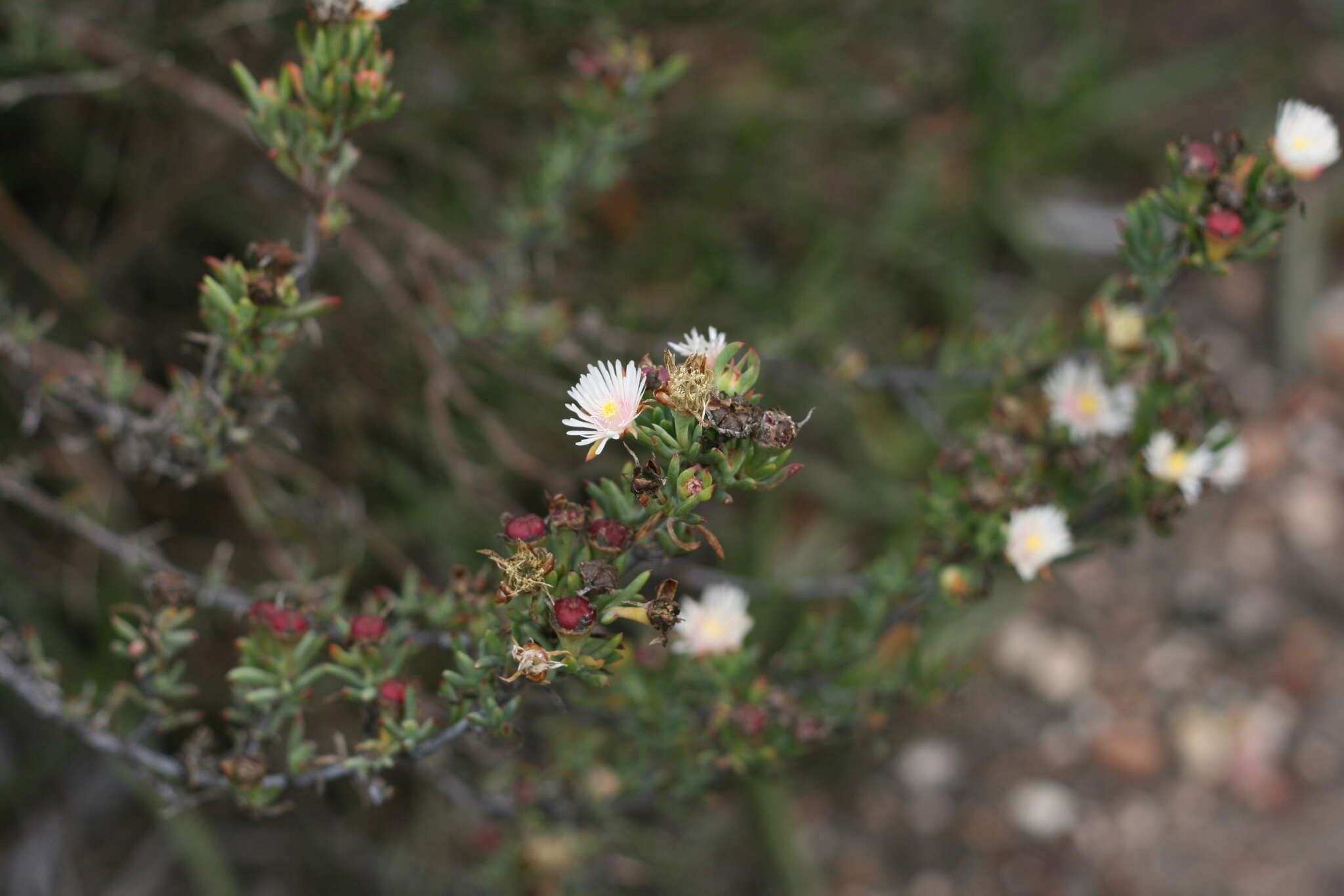 صورة Lampranthus productus (Haw.) N. E. Br.