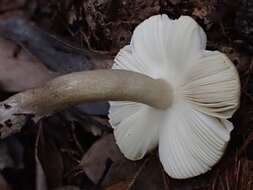 Image of Russula castanopsidis Hongo 1973