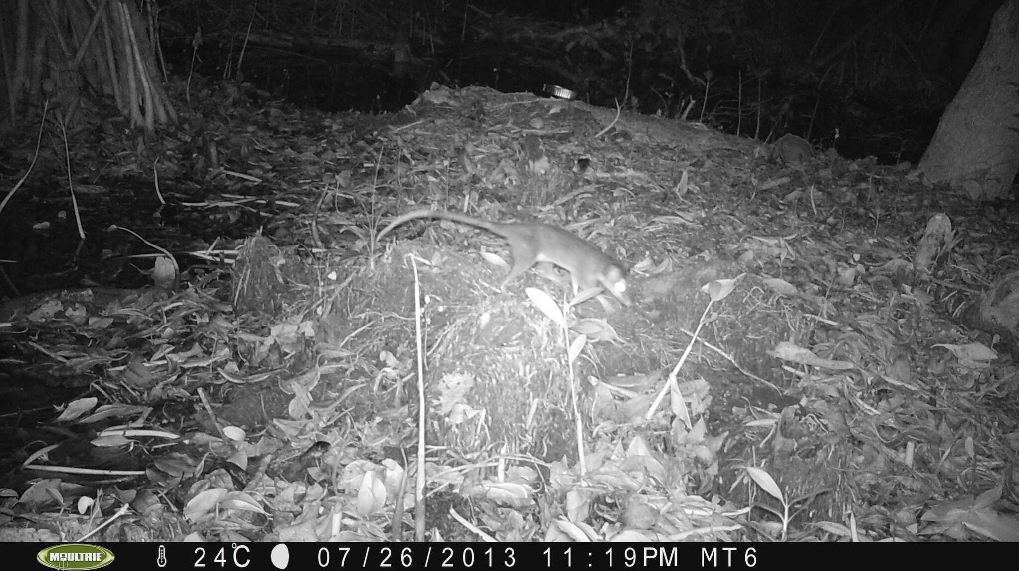 Image of Gray and black four-eyed opossum