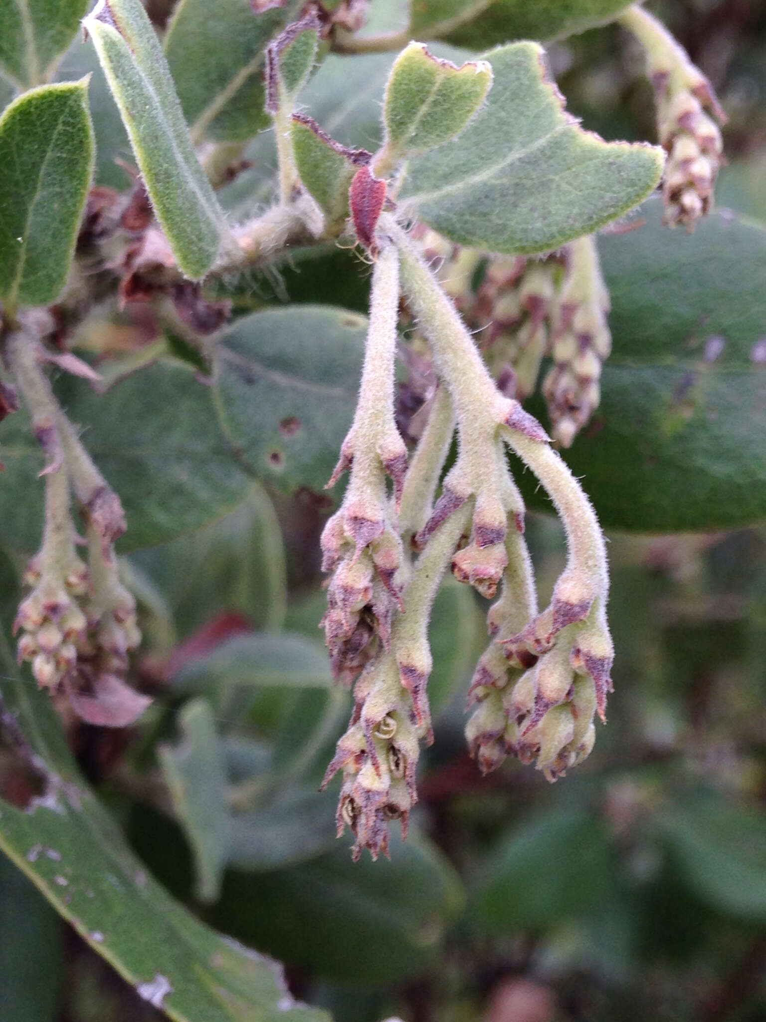 Plancia ëd Arctostaphylos crustacea subsp. crinita (J. E. Adams) V. T. Parker, M. C. Vasey & J. E. Keeley