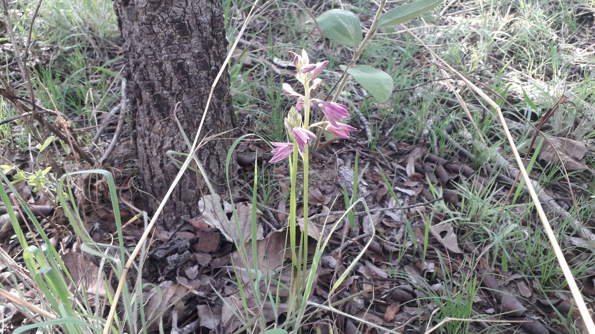 Eulophia holubii Rolfe的圖片