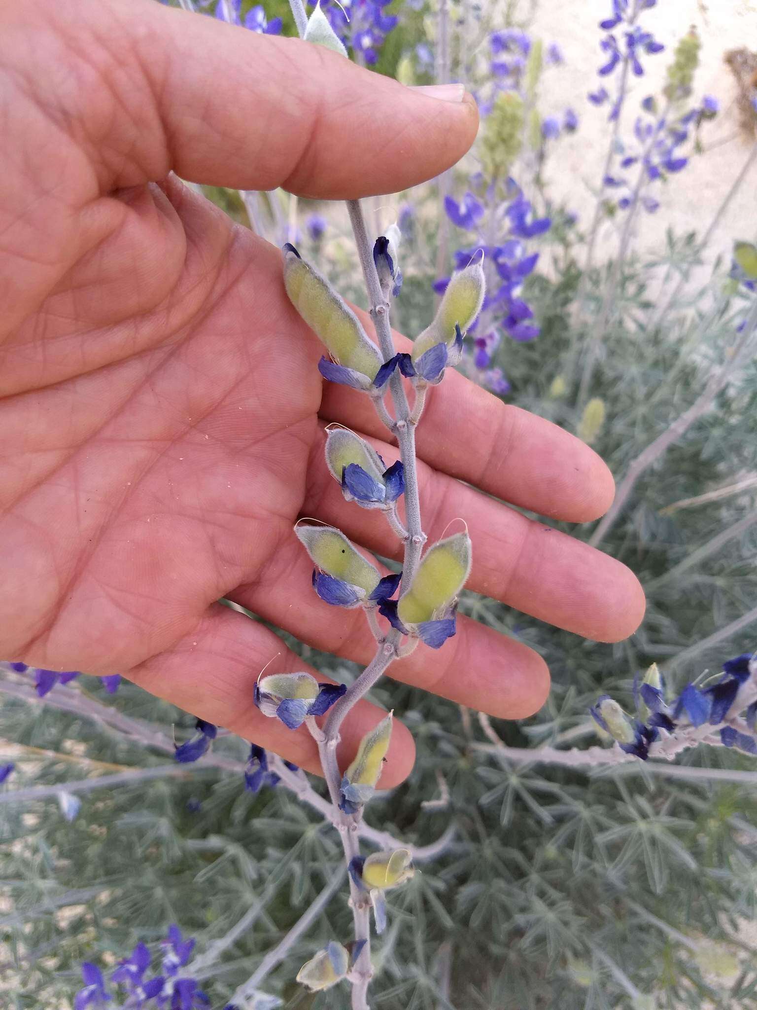 Imagem de Lupinus excubitus var. medius (Jeps.) Munz