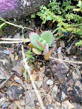 Kalanchoe laetivirens Descoings resmi