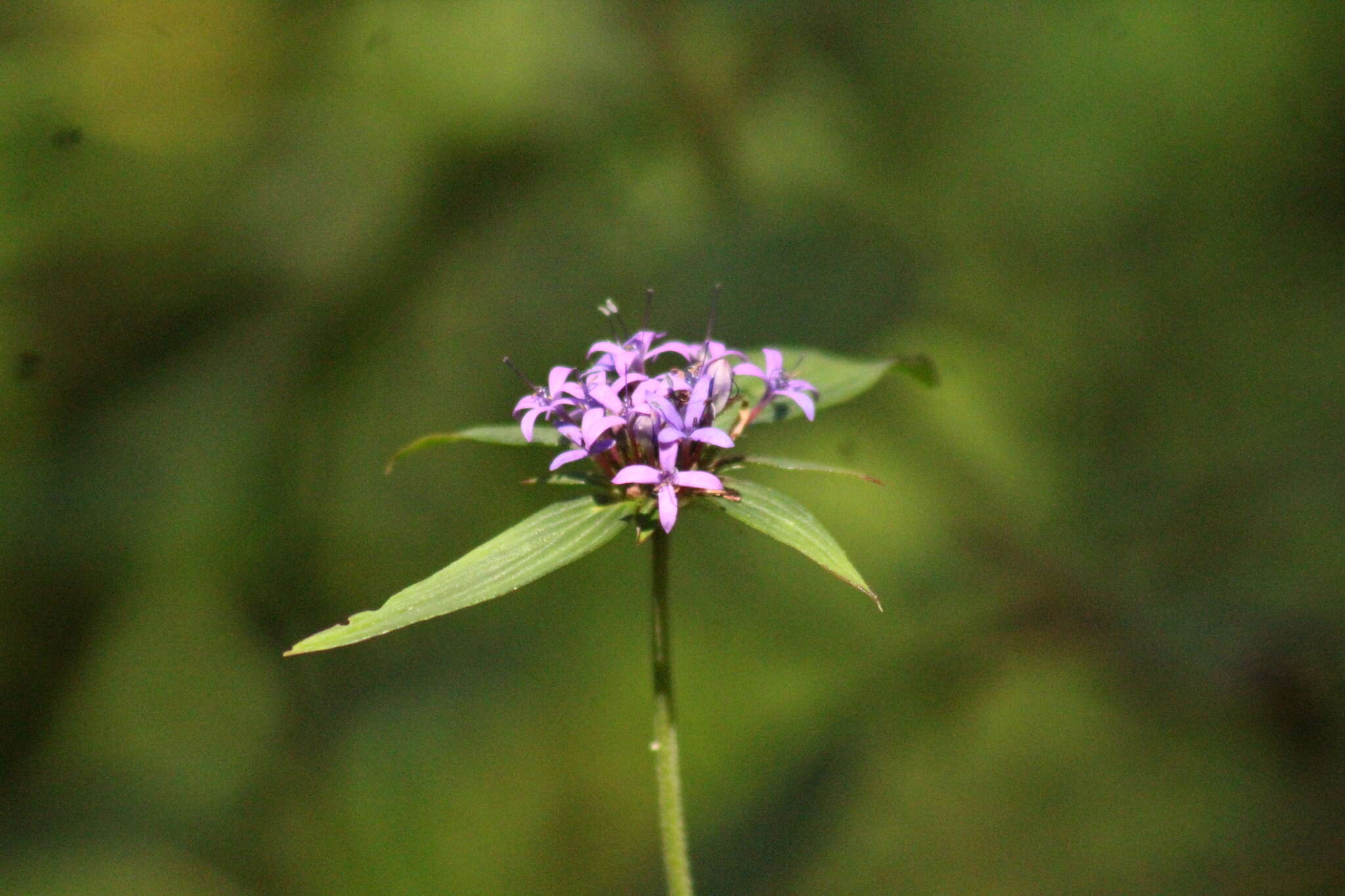Image of Crusea hispida (Mill.) B. L. Rob.