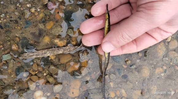 Image of Black-striped Pipefish